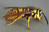 Image result for what's the difference between a wasp and a hornet?