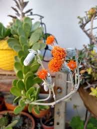 Image result for Kleinia grantii