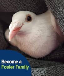 Check spelling or type a new query. Great Lakes Pigeon Rescue Pigeon Rescue