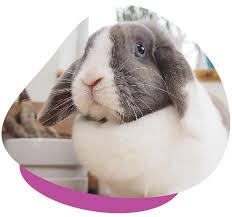 Caring For Pet Rabbits Your Complete Guide For Bunny Care