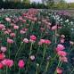 Peony Farm Open House