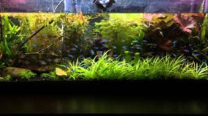 Rain Simulation In Aquarium Aquarium Aquarium Systems Aquascape