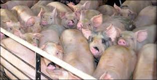 Medications For Pigs