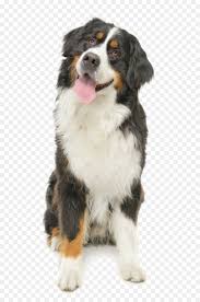 The name golden mountain dog is one of the best around for a hybrid dog. Golden Retriever Background