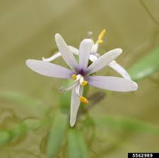 Image result for Heteranthera