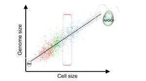 Despite the effect of genome size being to define the minimum size of a cell, within a cell type, genome size is a major predictor of final cell size across vascular plants. Cell Size Genome Size And The Selfish Gene Centre For Geometric Biology