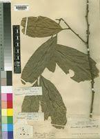 Image result for Strombosiopsis