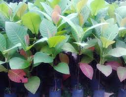 Nah itulah beberapa daftar harga kayu jenis jati mulai dari harga per batang, per kubik hingga per lembar. Budidaya Kayu Jati Lengkap Pembibitan Dan Penanaman