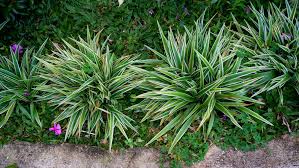 Image result for Seddera suffruticosa