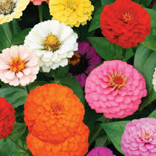 Spread out the roots as you place the crown and cover the roots with about 2 inches of soil. Zinnia Seeds Cut And Come Again Sow Easy Mckenzie Seeds