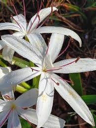 Image result for Crinum aurantiacum