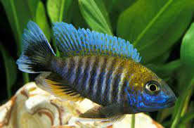 Peacock bass (or brazilian tucunaré) (cichla) is a genus of large cichlids, diurnal and predatory freshwater fish native to the amazon and orinoco basins, as well as rivers of the guianas, in tropical south america. Peacock Cichlid Three Varieties You Need To Kow Aquariadise