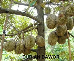 Durian duri hitam adalah salah sebuah jenis durian unggulan hasil kawin silang yang berasal dari malaysia. 100 Gambar Daun Durian Duri Hitam Hd Infobaru