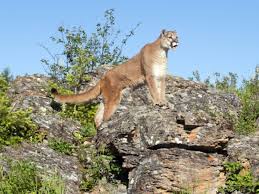 With the help of his students and some national geographic grantees, dr. North Texas Wild Dallas Woman Wild About Texas Native Cats Greensource Dfw