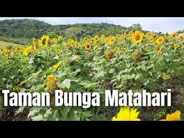 Taman bunga nusantara merupakan salah satu taman bunga tertua di indonesia yang sudah ada sejak tahun 1995. Wisata Baru Taman Bunga Matahari Tabingga Hills Kinovaro Kabupaten Sigi Youtube
