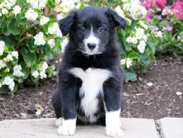 He has a curious spirit and is sure to make a great addition to any family. Border Collie Puppies For Adoption The Y Guide