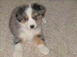 Dasher red merle male akc registered australian shepherd. Rio Australian Shepherd Blue Merle Colorado Puppy Youtube