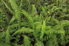 Image result for Nephrolepis biserrata