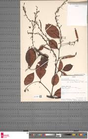 Image result for Afrobrunnichia erecta