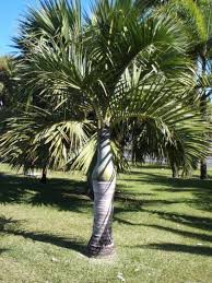 Image result for Hyophorbe verschaffeltii