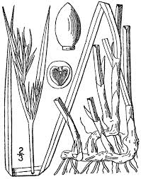 Image result for Scleria foliosa