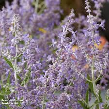 Image result for Perovskia atriplicifolia lacey blue photo