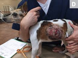 Mast cell tumors in dogs and cats. Mast Cell Tumors Clinician S Brief