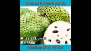 Zaman dulu dianggap x berharga buah ni, kini ia jadi buahan paling mahal dn berharga. Khasiat Durian Belanda Youtube