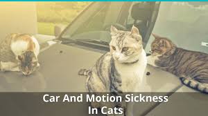 Vomiting is one of the most commonly encountered problems in veterinary medicine. Car And Motion Sickness In Cats How To Prevent And Treat It