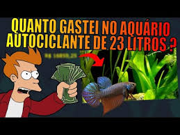Pin De Mr Betta Aquarismo Em Videos Sobre Aquarismo Em 2020 Betta Aquarios