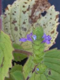 Image result for Aeollanthus