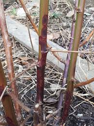 Image result for rez rzivost ostru%u017Einy