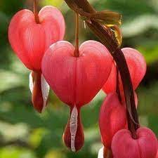 Flowers Strange Flowers Bleeding Heart Flowers