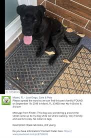 Pin By Nancy Gomes On Animals Lost Pets Losing A Pet Animals Pets