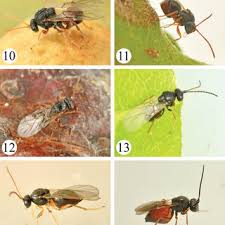 Image result for Crotalaria prolongata