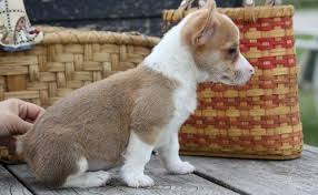 Boston terrier information including pictures, training, behavior, and care of boston terriers and dog breed mixes. Corgi Puppies For Sale Bristol Ct 246744 Petzlover