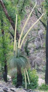 Image result for Xanthorrhoea australis