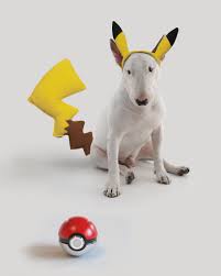 The Most Difficult Pokemon To Catch Aka Jimmychu Bull Terrier Silly Animals British Bull Terrier