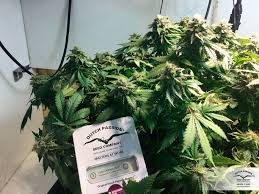 Auto Orange Bud Buy Dutch Passion Cannabis Seeds
