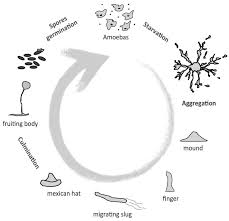The shape of the plant cell is comparatively larger than the animal cell and. Cells Free Full Text Unfolding The Endoplasmic Reticulum Of A Social Amoeba Dictyostelium Discoideum As A New Model For The Study Of Endoplasmic Reticulum Stress Html