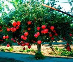 Carambola are small symetrical trees that fruit very prolifically. Beautiful Fruit Tree Pictures With Bright Red Pomegranate Fruits Hi Res 720p Hd