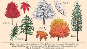 Do they occur in pairs? Ten Most Common Trees In The United States