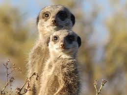 Cute endangered animals in the philippines. The Top 10 Cutest Animals In 2021 Animals Around The Globe