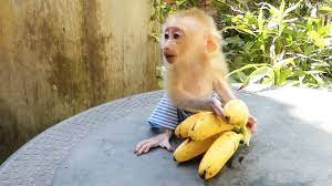 Ohgod Moly Need Mom Help Super Small Baby Moly Screaming Call Mom To Help Peel Banana Youtube