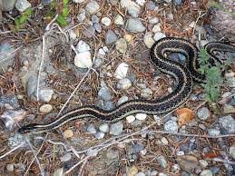 Check spelling or type a new query. Snake Friendly Garden Attracting Snakes To The Garden