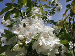 Albero ornamentale che raggiunge i 15 18 m d. Natura Albero Fiori Bianchi Foto Gratis Su Pixabay