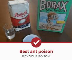 top 5 best ant poisons to today