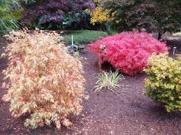 Check spelling or type a new query. Acer Palmatum Baldsmith Acer Palmatum Dissectum Baldsmith Baldsmith Laceleaf Japanese Maple Plant Lust