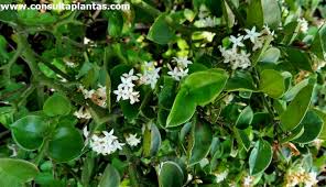 Image result for Carissa bispinosa