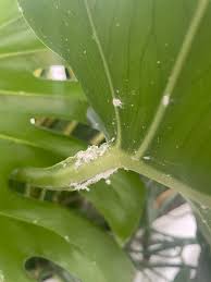 Image result for Mealybug cucumber